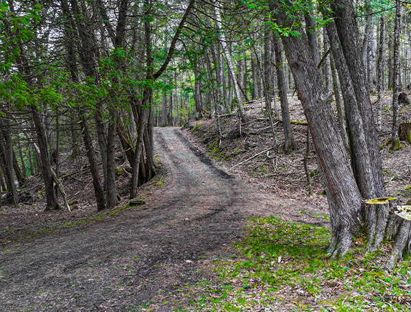 sentier bois lac
